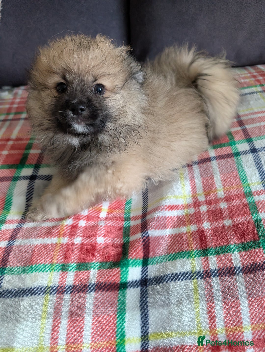Pomeranian dogs for sale: Beautiful pups - Image 24