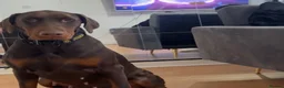 Dobermann dogs for sale: Dobermann Puppies in Colchester - Advert 1