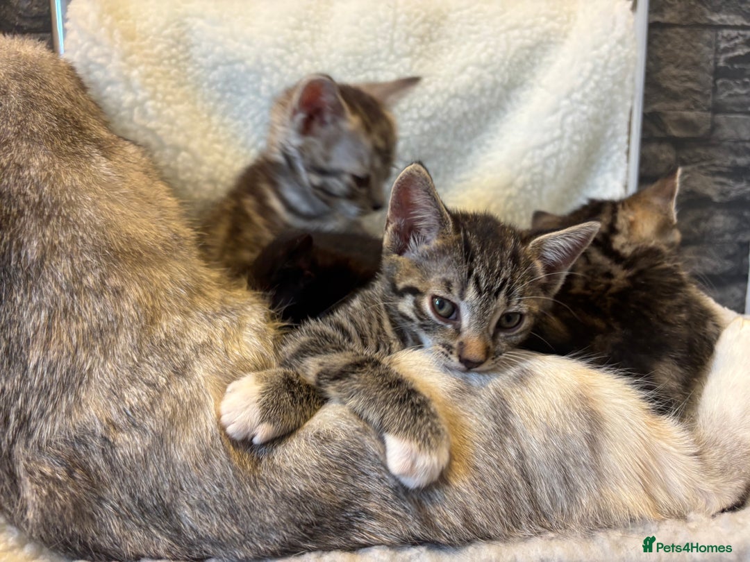 Scottish Fold cats for sale: Adorable Scottish Straight Kittens 💞 - Image 12