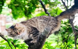 Siberian cats for sale: 4 1/2 year old Retired Queen - Image 5