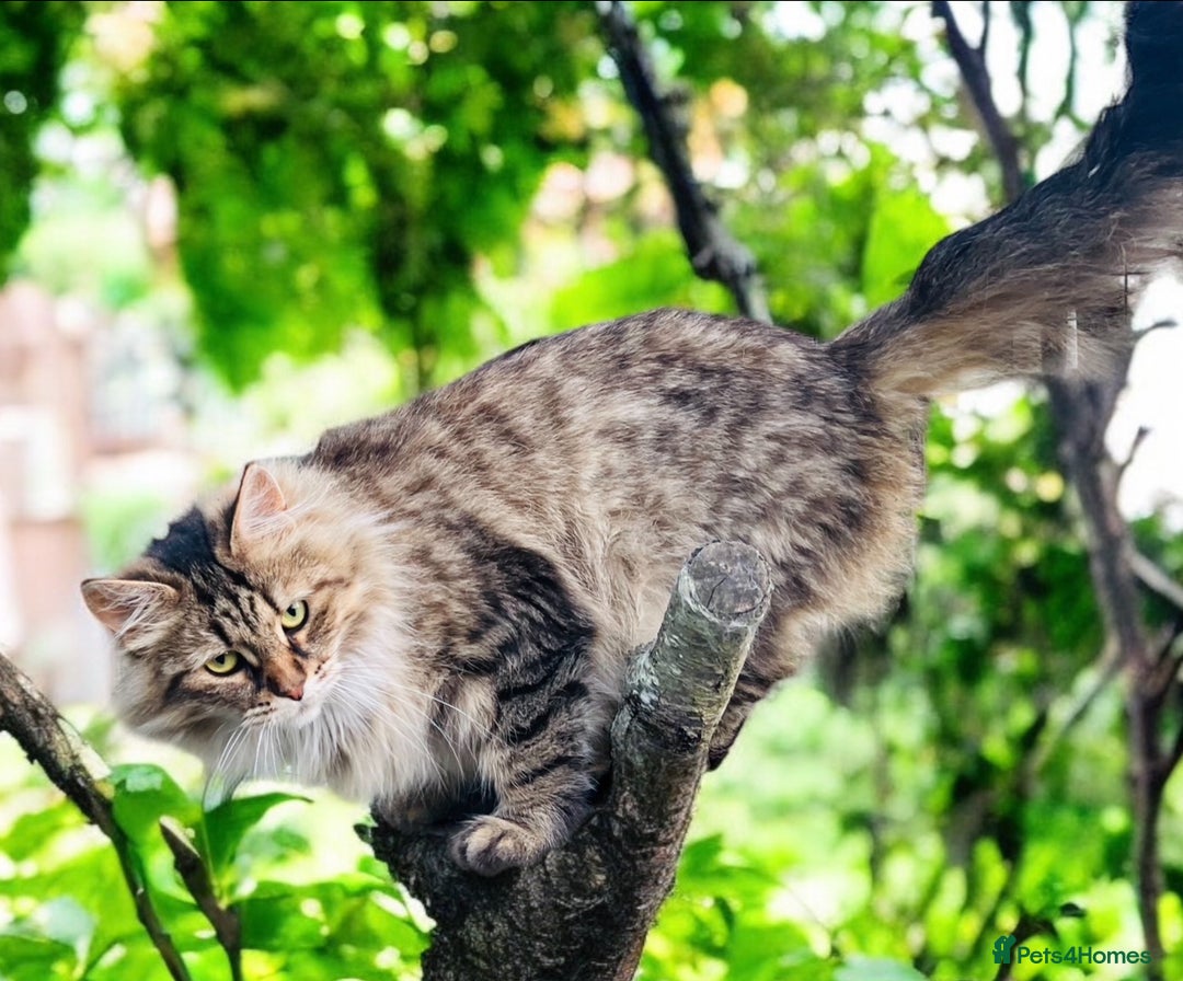 Siberian cats for sale: 4 1/2 year old Retired Queen - Image 5