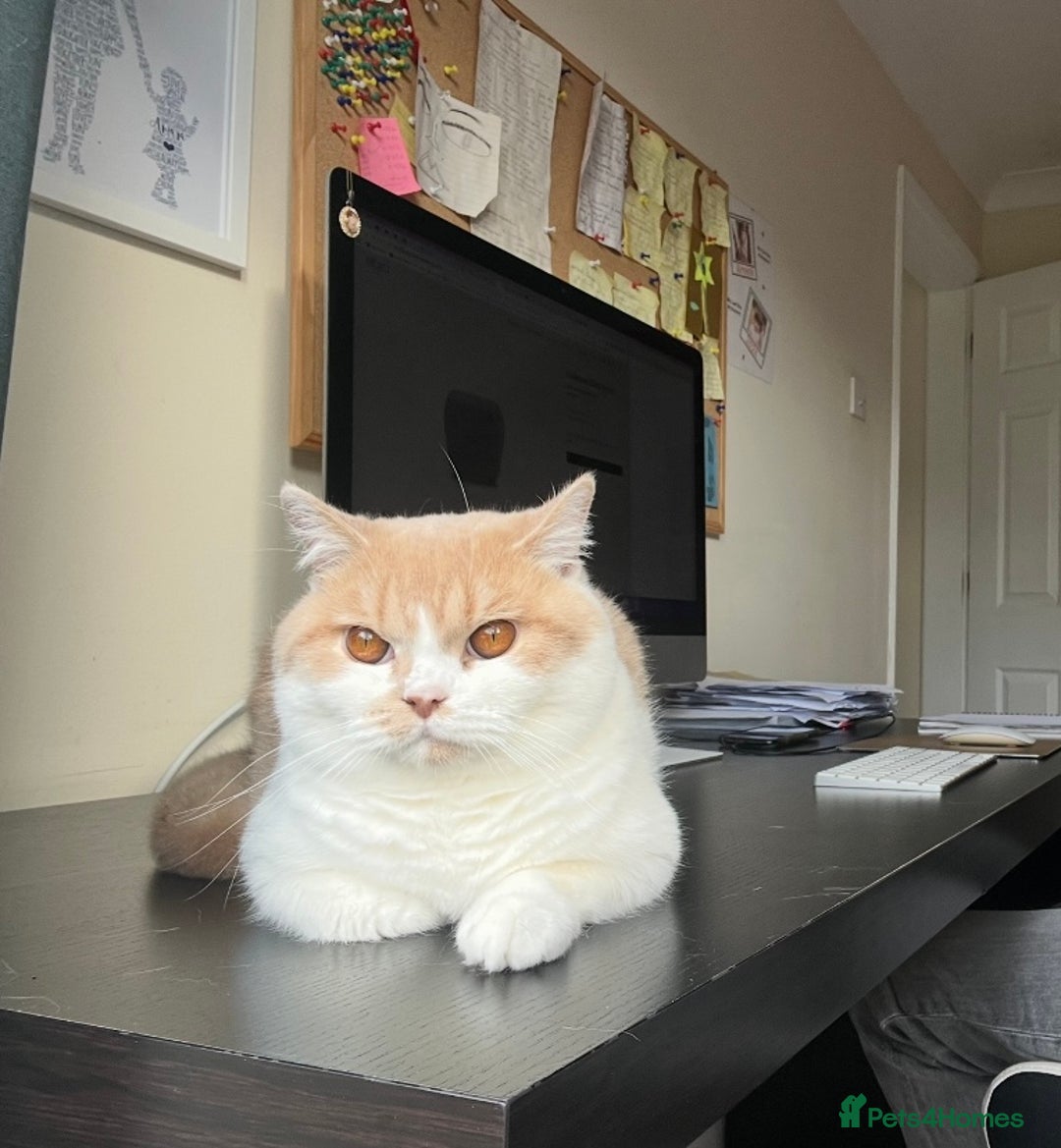 British Shorthair cats for sale: British Shorthair Kitten - Advert 1