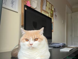 British Shorthair cats British Shorthair Kitten - Advert 15