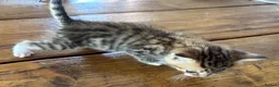 Maine Coon cats for sale: Maine Coon cross kittens for sale in Whitchurch - Advert 7