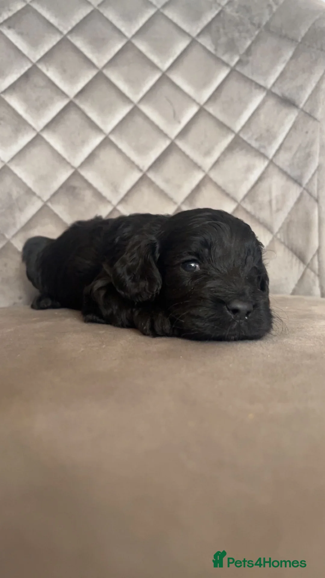 Cavapoo dogs for sale: 2 girls available  in Clacton-on-Sea - Advert 16