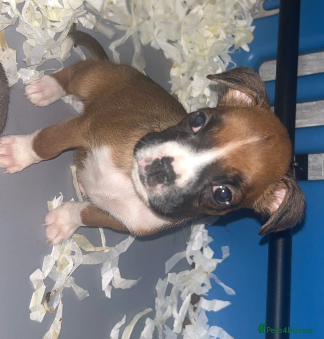 Boxer dogs for sale: Boxer puppy’s  - Image 10
