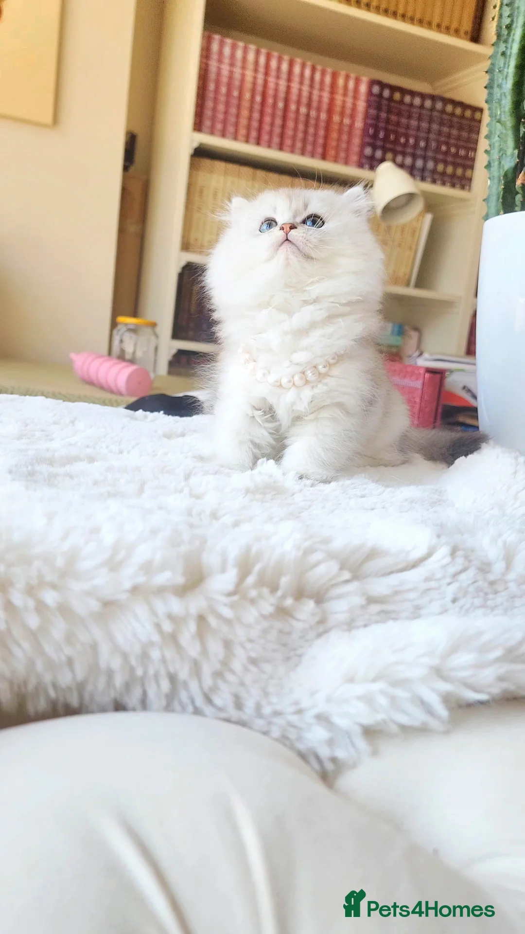 British Longhair cats for sale: Little Princess – Beautiful Silver Fluffy Kitten - Advert 2