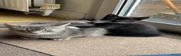 Mixed Breed cats for sale: 1 Beautiful Black & White Female Kitten Left  - Advert 13
