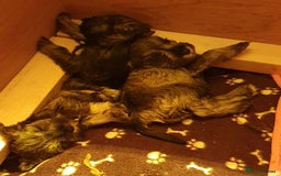 Miniature Schnauzer dogs for sale: Adorable Miniature Schnauzer Puppies - Image 2