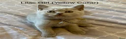 British Shorthair cats for sale: Stunning Blue & Lilac Kittens (pedigree parents) - Advert 4