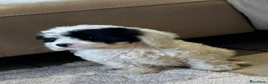Cockapoo 3