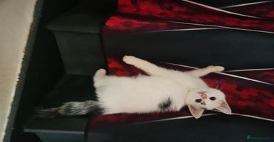 Mixed Breed cats - Advert 11