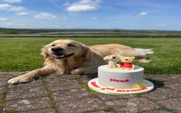 Golden Retriever dogs for stud: 5th Generation KC Registered TOO GOOD TO MISS STUD - Image 23