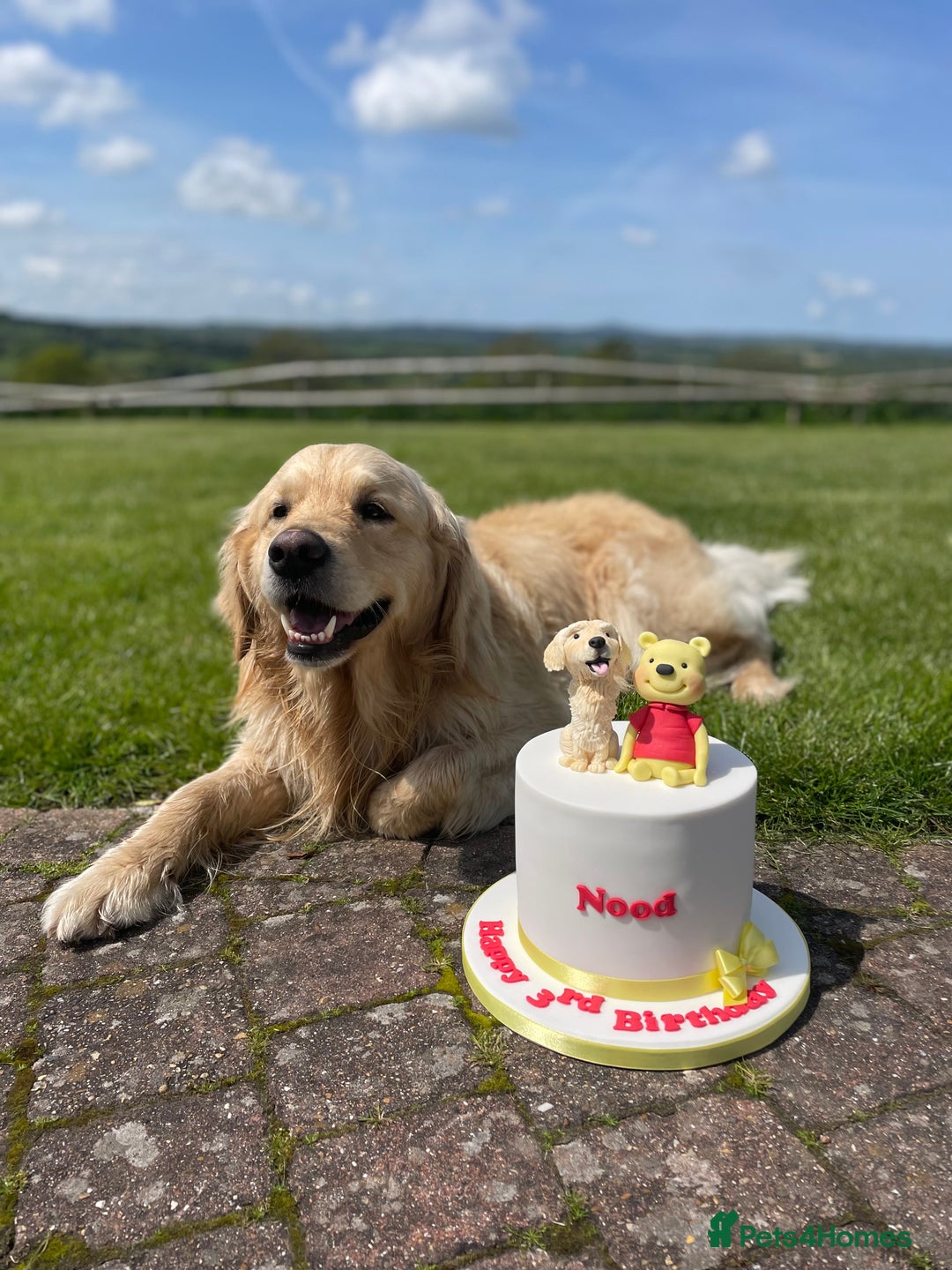 Golden Retriever dogs for stud: 5th Generation KC Registered TOO GOOD TO MISS STUD - Image 23