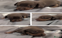 Miniature Dachshund dogs for sale: Beautiful mixture of chocolate and cream mini's - Image 13