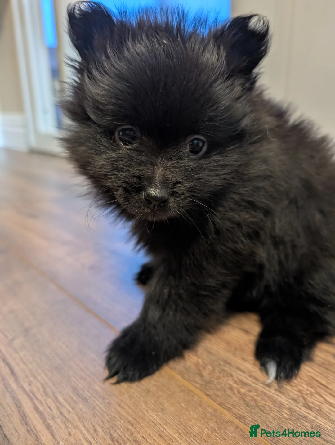 Pomeranian dogs for sale: Miniature Pomeranians - Advert 18