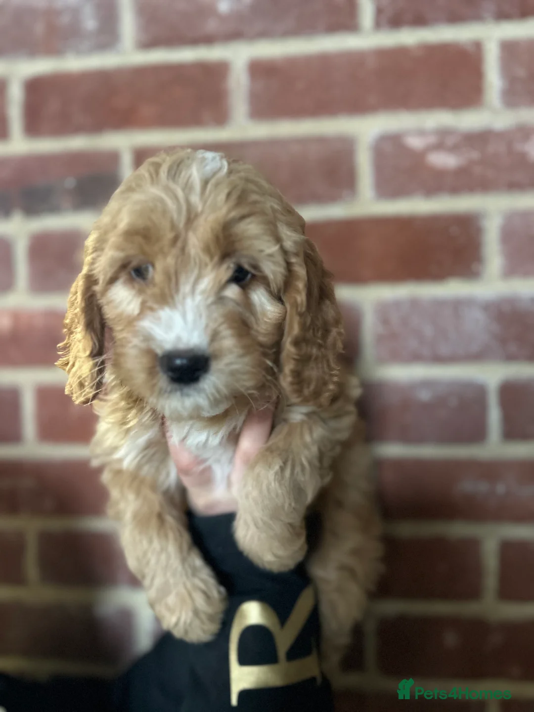 Cockapoo dogs for sale: F1 cockapoos  - Advert 11
