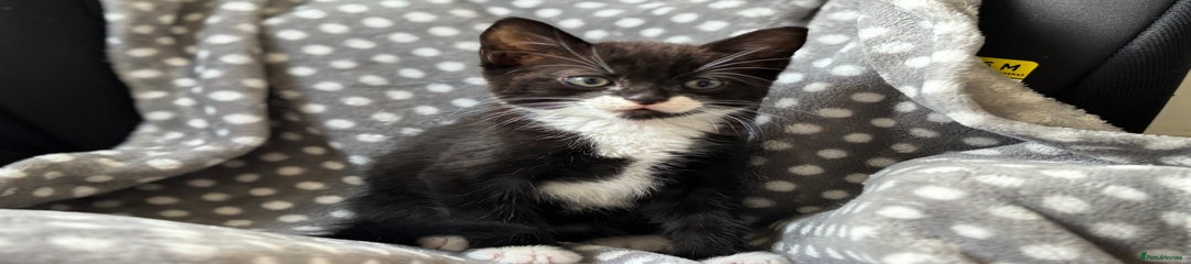 Domestic Shorthair Kitten 1