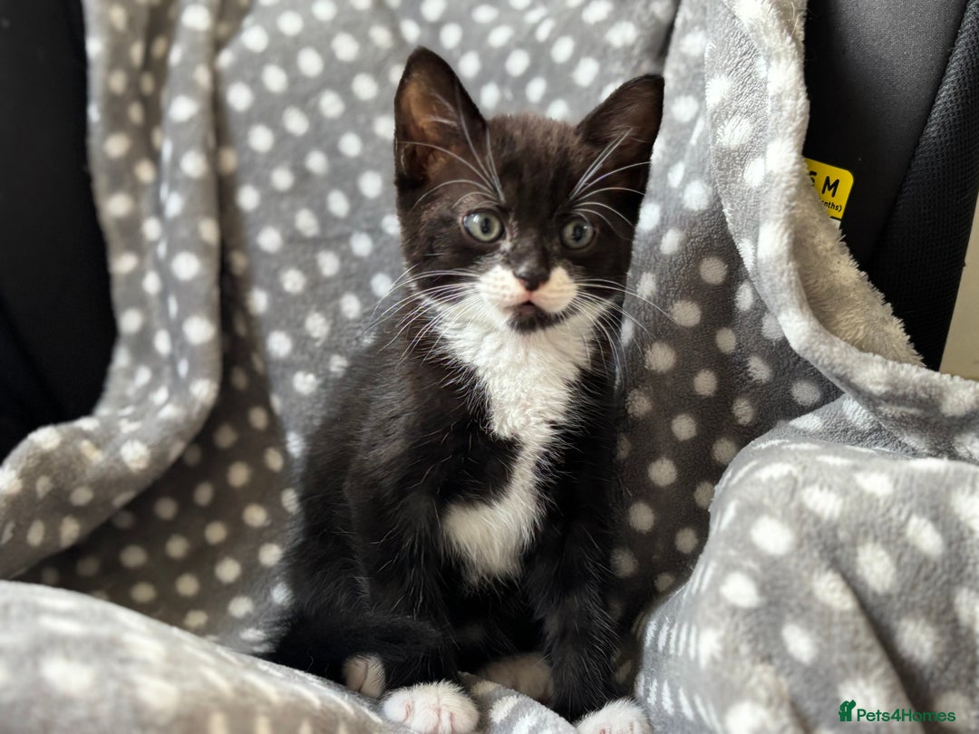 Domestic Shorthair cats for sale: 3 stunning kittens  - Image 4