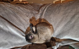 Netherland Dwarf rabbits for sale: Cute little netherland dwarf boys  - Image 8