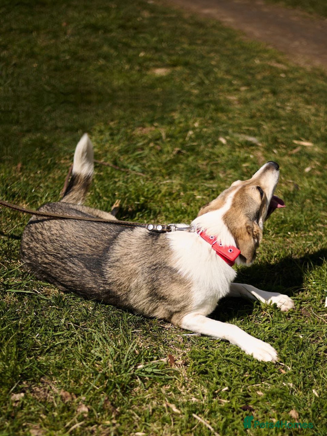 Mixed Breed dogs for adoption: 💖🐶 NINA 🐶💖 - Image 24
