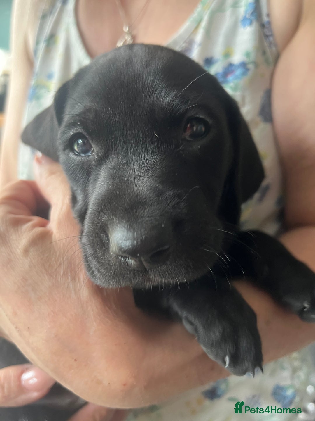 Mixed Breed dogs for sale: Vizlador x Weimaraner puppies - Image 18