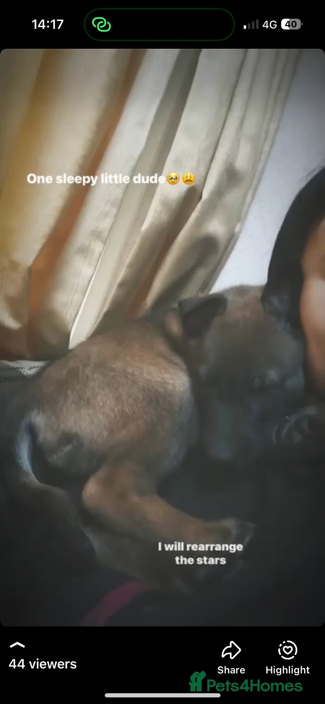 Belgian Shepherd Dog dogs for sale: part trained malinois on behalf of a friend in Rushden - Advert 3