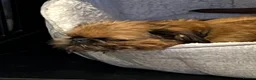 Griffon Bruxellois dogs for sale:     Brussels Griffon Puppy Looking for Loving Home - Advert 2