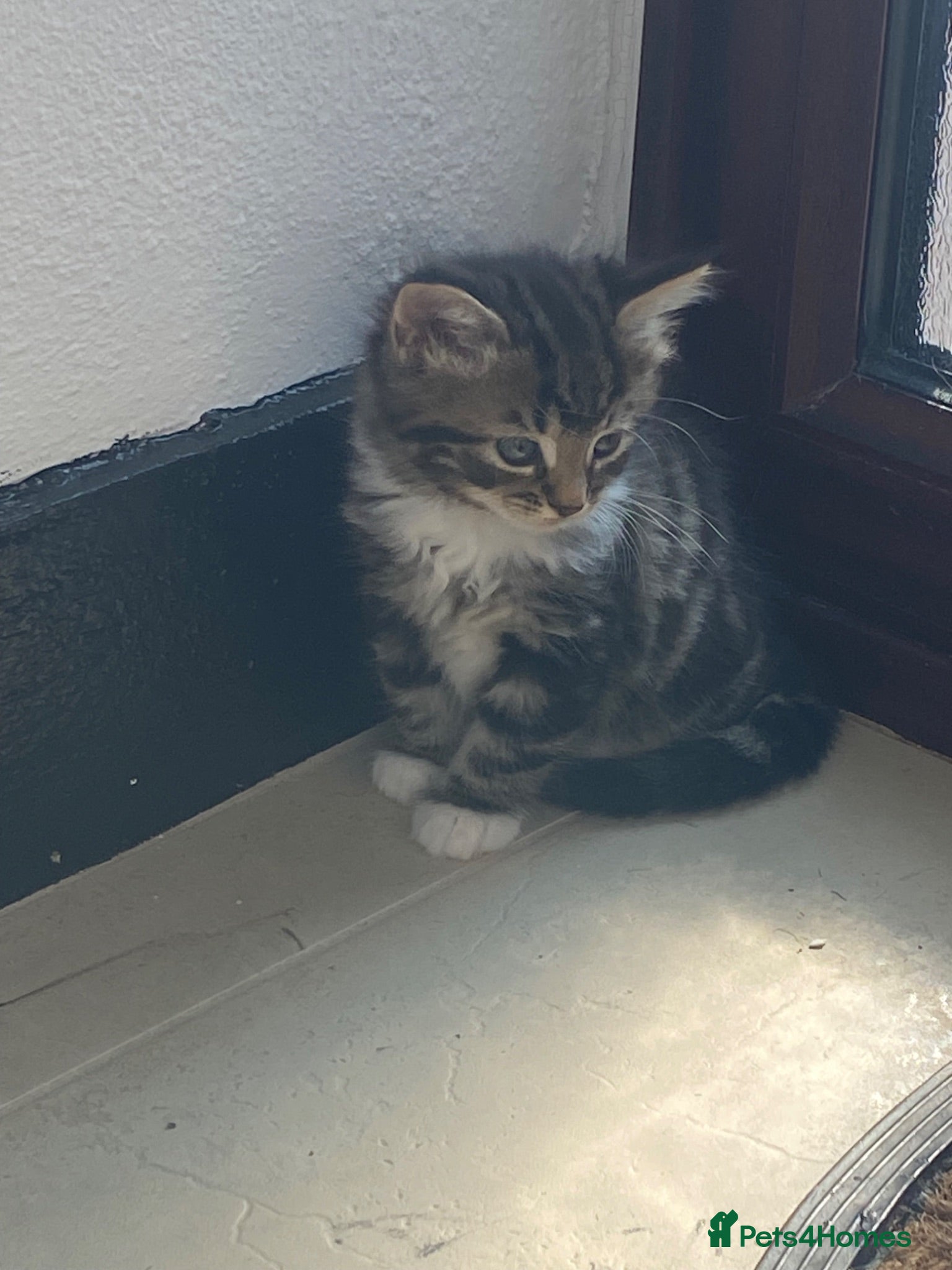 Mixed Breed cats Five beautiful kittens looking to find a new house - Advert 1