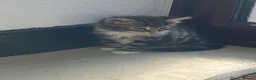 Mixed Breed cats for sale: Five beautiful kittens looking to find a new house - Advert 6