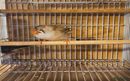 Finches birds for sale: Greenfinch, Bengalese Finches & Zebra Finches - Image 6