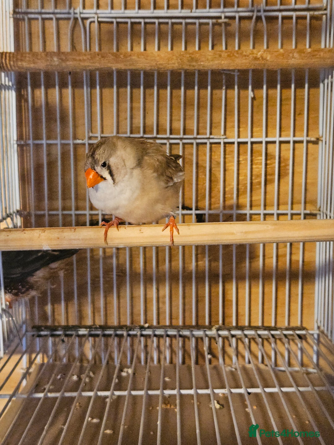 Finches birds for sale: Greenfinch, Bengalese Finches & Zebra Finches - Image 6