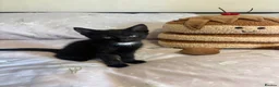 Domestic Shorthair cats for sale: 3 black kittens  - Advert 13