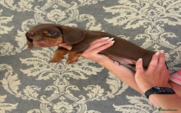 Miniature Dachshund dogs for sale: KC Registered Miniature Dachshund Puppies For Sale - Image 4