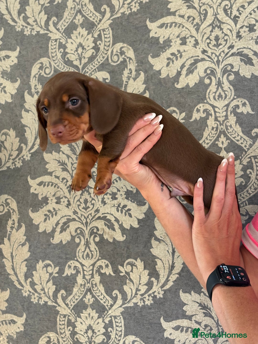 Miniature Dachshund dogs for sale: KC Registered Miniature Dachshund Puppies For Sale - Image 4
