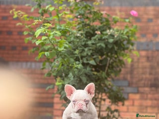 French Bulldog dogs - Advert 10
