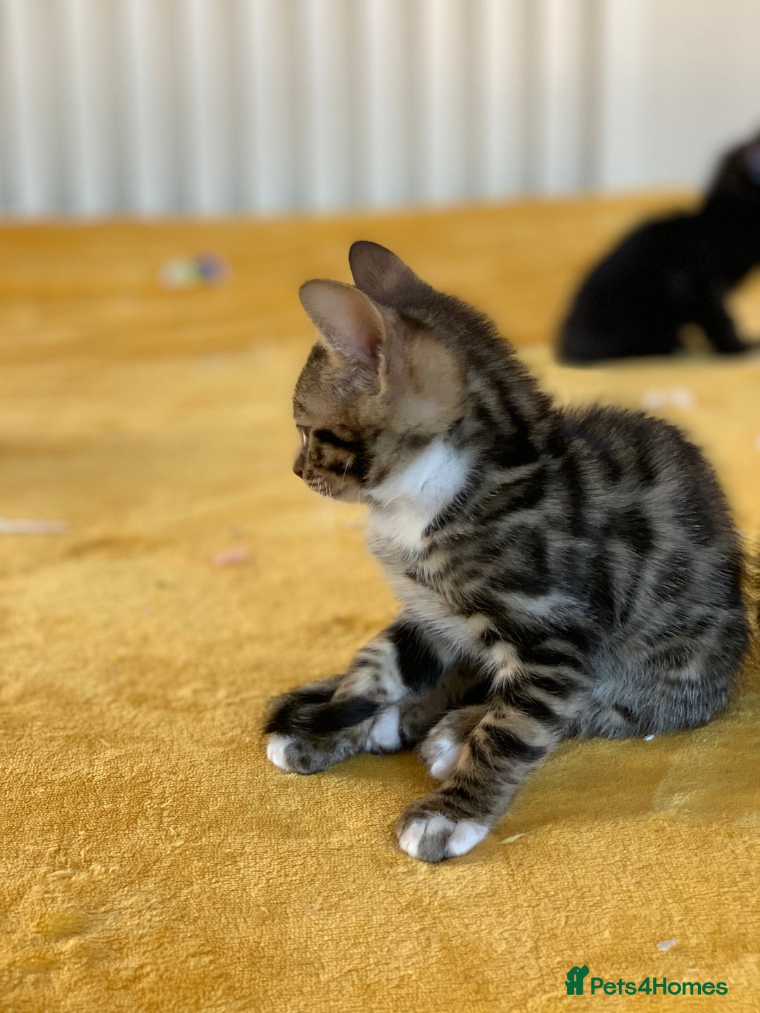 Bengal cats for sale: Ready to leave 3 left, 3/4 Bengal Kittens Rosetted - Image 24