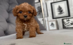 Cavapoo dogs for sale: DNA Health Tested Cavapoos  - Image 4