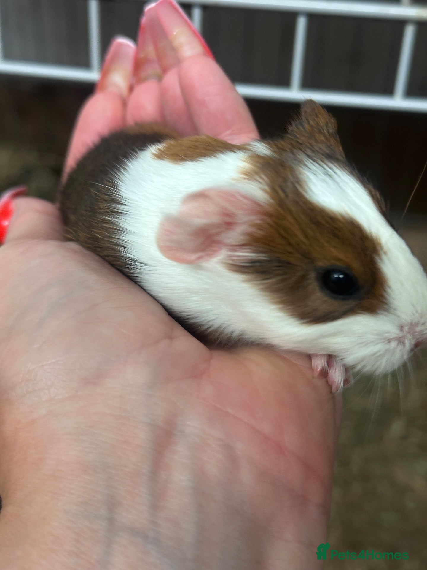 Guinea Pig rodents Gorgeous baby Guineapigs  - Advert 1