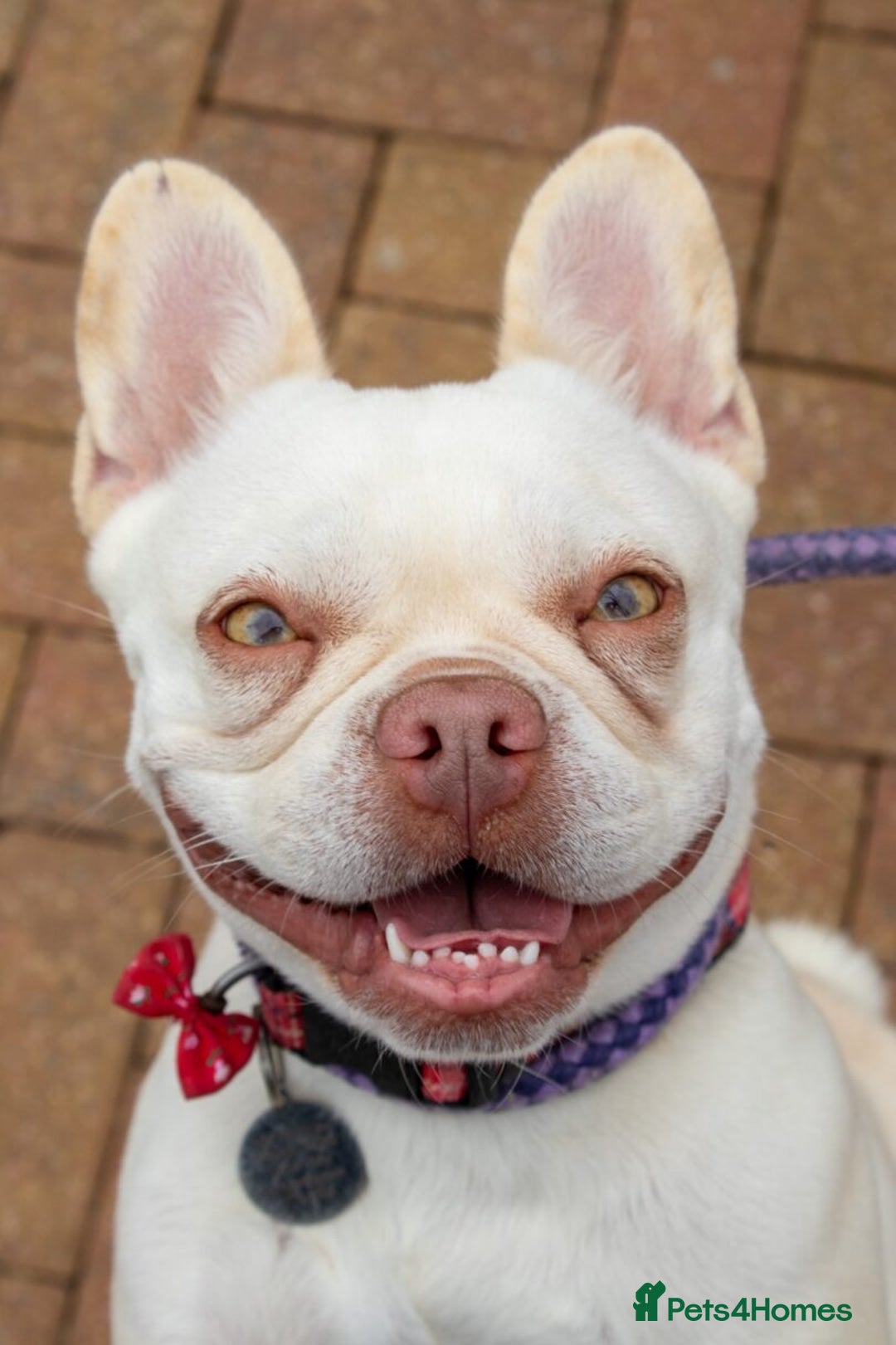 French Bulldog dogs for sale: RESCUE; Amber frenchie in Chessington - Image 10
