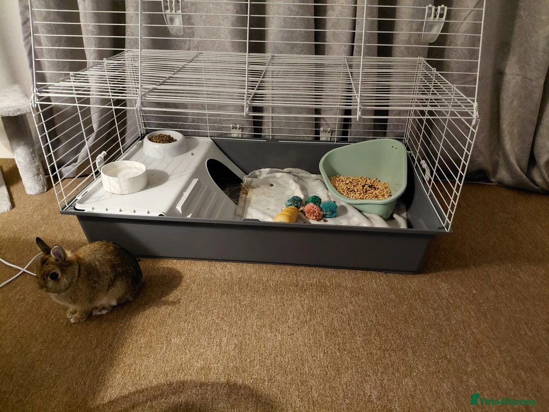 Netherland Dwarf rabbits for sale: Male netherland dwarf rabbit in Horsham - Advert 3