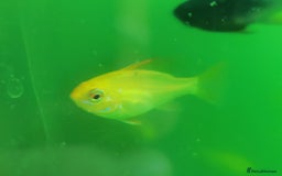 Cichlids fish for sale: Dark Knight rams/Golden Lemon blue Eyes Pleco pair - Advert 2