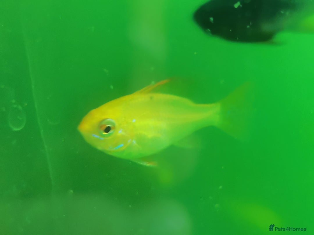 Cichlids fish for sale: Dark Knight rams/Golden Lemon blue Eyes Pleco pair - Advert 2