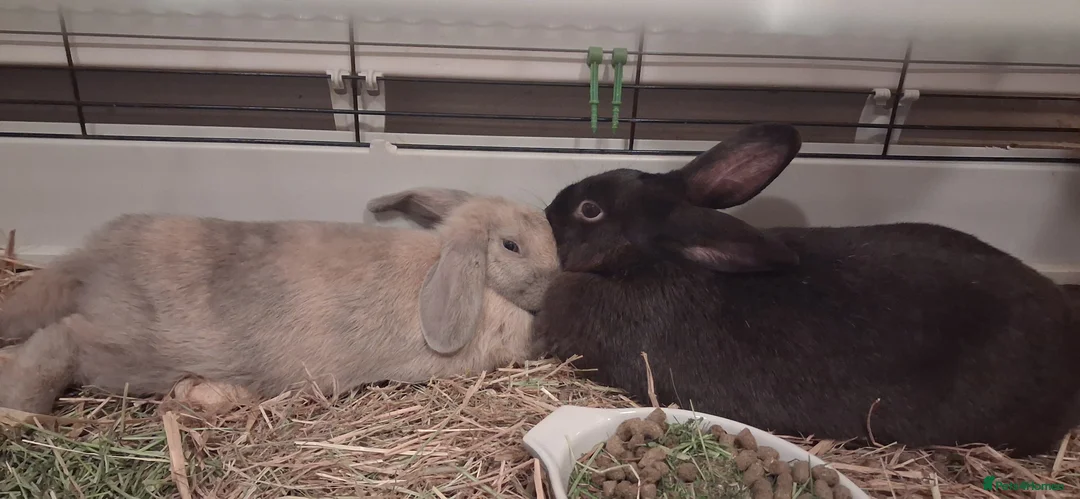 Mixed Breed rabbits for sale: Beautiful baby bunny,s  - Advert 2