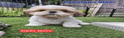 Shih Tzu dogs for sale:  💞 PURE STANDARD SHIH TZU 💕 - Advert 1