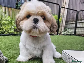 Shih Tzu dogs 💞 PURE STANDARD SHIH TZU 💕 - Advert 4