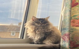 Maine Coon cats for sale: Beautiful ex-queen maine coon for sale  - Image 5