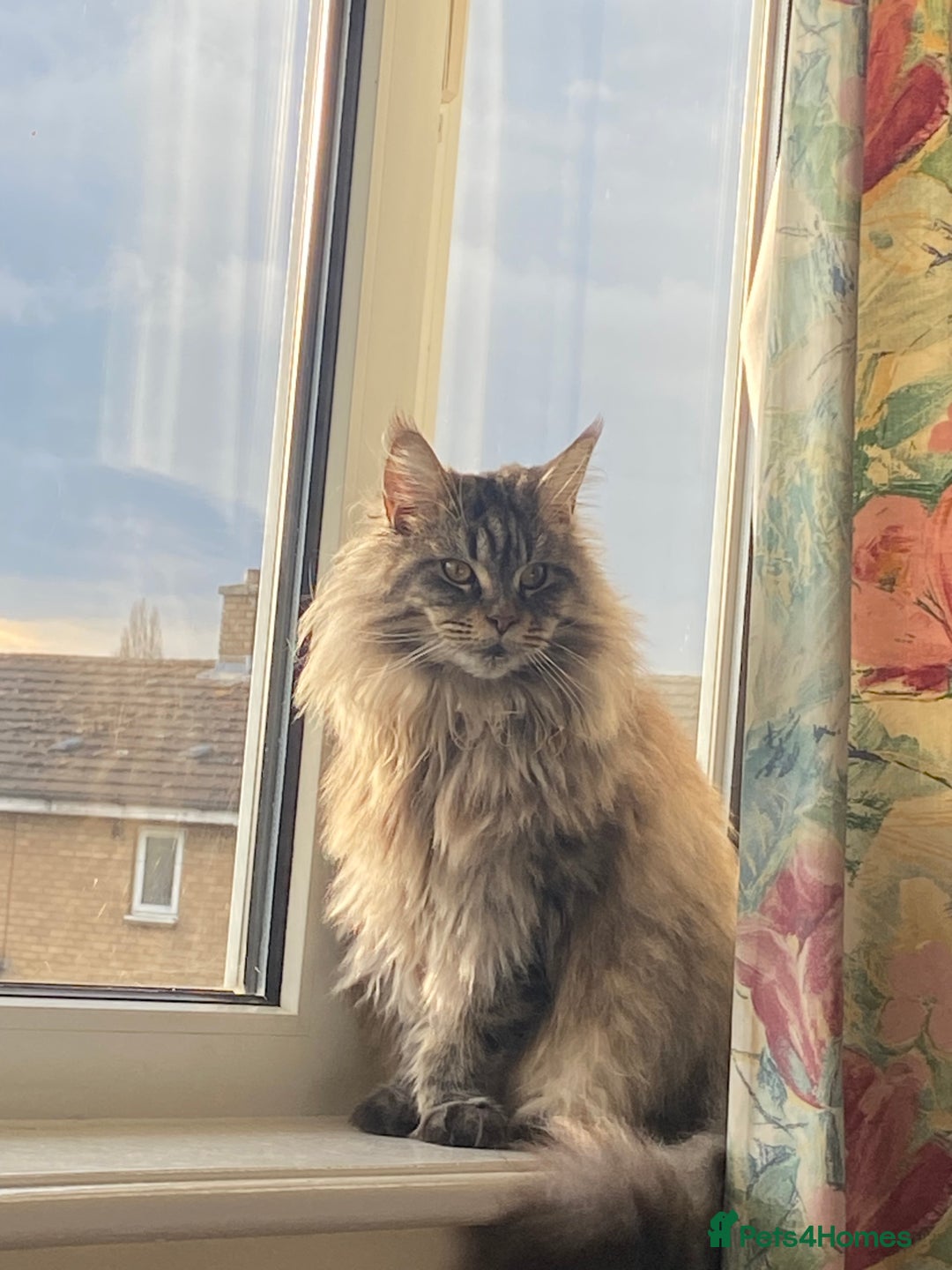 Maine Coon cats for sale: Beautiful ex-queen maine coon for sale  - Image 5