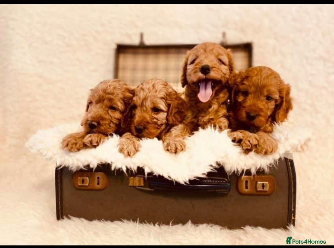 Miniature Poodle dogs for stud: Red Miniature Poodle Stud package Available  in Southampton - Advert 22