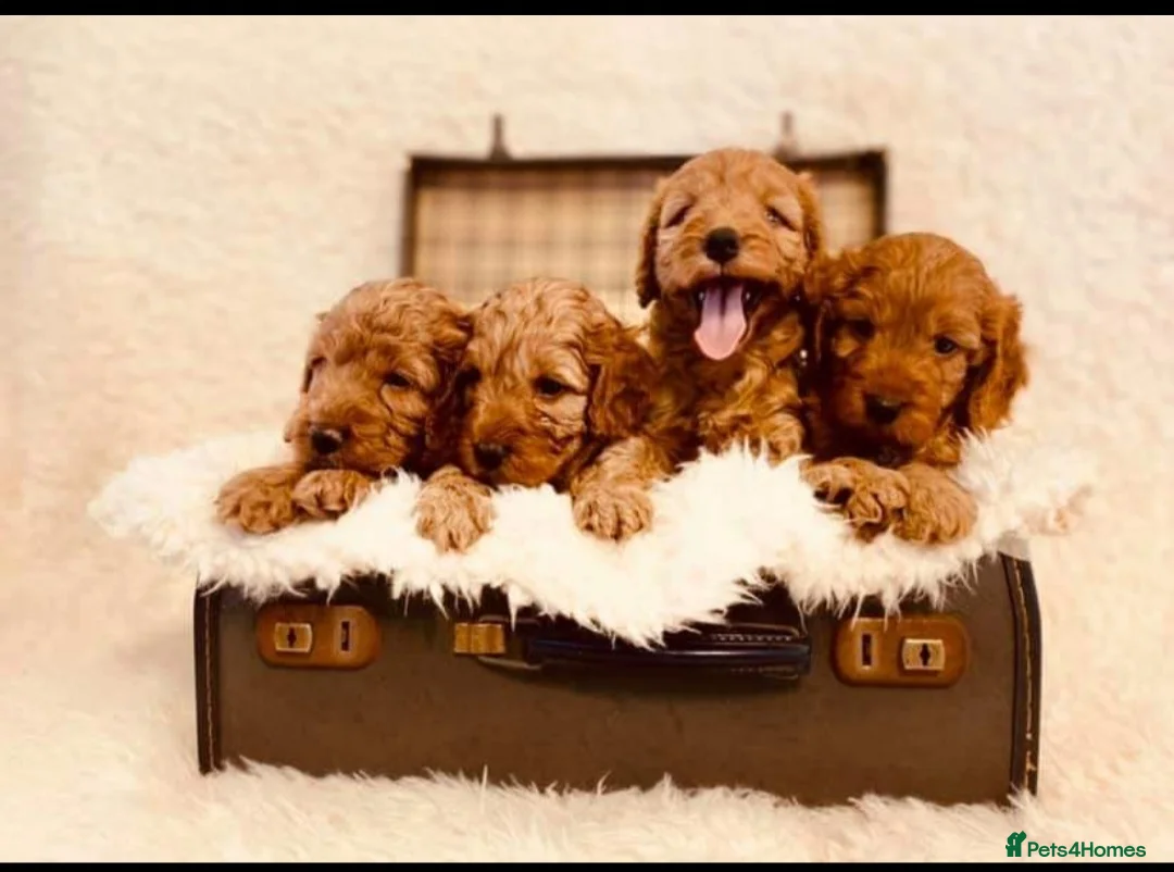 Miniature Poodle dogs for stud: Red Miniature Poodle Stud package Available  in Southampton - Advert 22